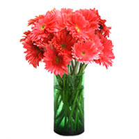 15 pink gerberas arrange in a beautiful glass vase......  to Huzhou