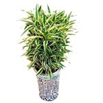 Be happy by sending this Luckiest Bamboo Plant to ......  to Xingtai