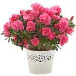 A pot of azalea, the pot diameter is about 0.4-0.6......  to Puyang