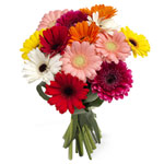 Colorful New Year World of Gerbera