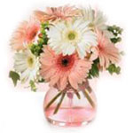 Visually White and Pink Gerbera Daisies New Year Bouquet