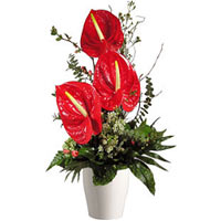  Beautiful 3 Red Anthurium will surely bring smile...