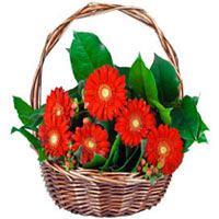  Basket with Gerbera that will brighten your day each person. ...