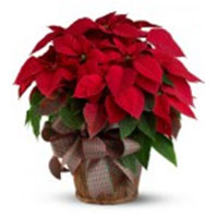 Poinsettia