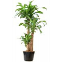 Dracaena