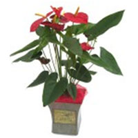 Anthurium