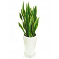 Sansevieria