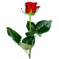 Build a bouquet of roses. Minimum number of roses is 5 pieces. Price is includin...