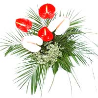 Bouquet of flowers, fine 5 green anthurium supplemented for extraordinary times...