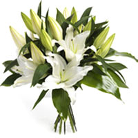 Wonderfully White Lilies