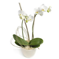 Most Wanted white Phalaenopsis Orchid