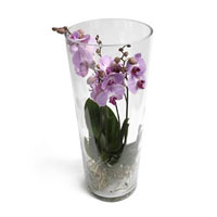 Trendy Tower of Phalaenopsis Orchids