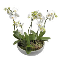 White Phalaenopsis Dream