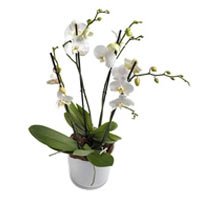 Milkywhite Phalaenopsis Orchid