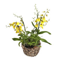 Yellow Oncidium Orchid