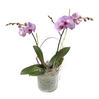 Sugarsweet Phalaenopsis Orchid