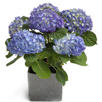 Heavenly Blue Hydrangea