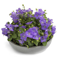 Campanula Mix