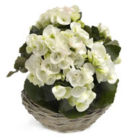 White Begonia Beauties
