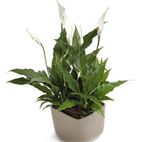 Peace Lily