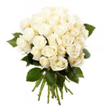Dramatic Peace of 24 White Roses