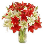 Distinctive Red and White Lilies in Vase