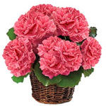 Captivating Basket of Carnations Beauty