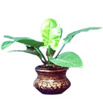 Philodendron (Tuxla)