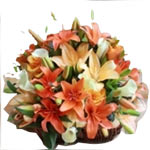 Captivating Beauty of Peach Lilies