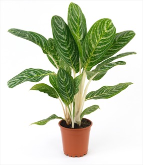Single Green Plant...