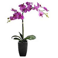 Potted Purple Orchid