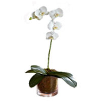 Single Stem White Orchid
