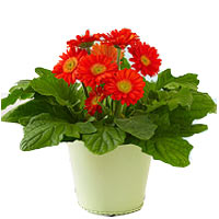 Pot Gerbera