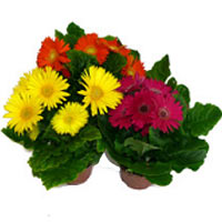 Gerbera in a pot