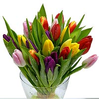 20 tulips bouquet