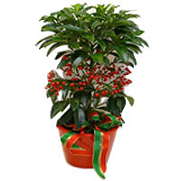 Ardisia 