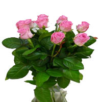 10 Pink Roses Bunch