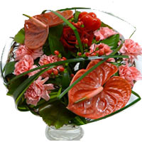 Anthurium Special