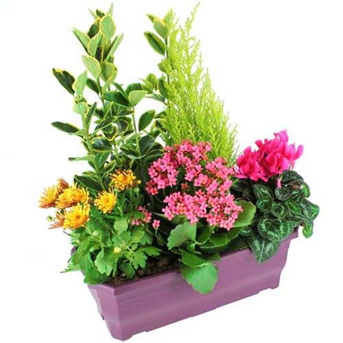 Aesthetic Presentation of Outdoor Plants in a Purple Planter  
