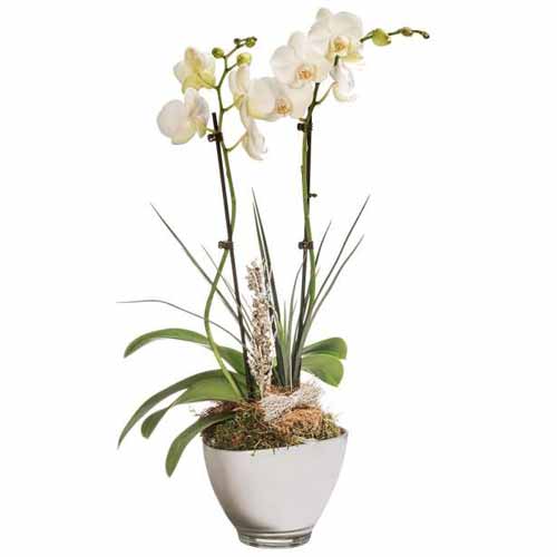 Stylish Display of White Orchids in a White Cup