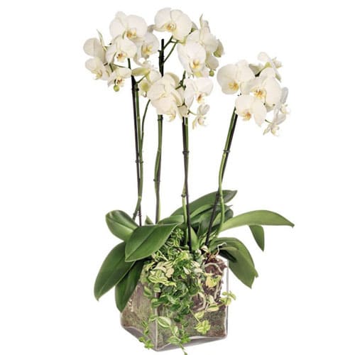 Impressive Display of 4 Stems of White Orchids Plant