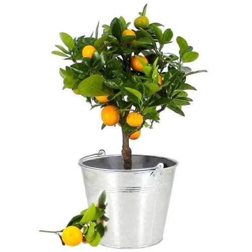Rare Expression of Affection Potted Calamondin Plant