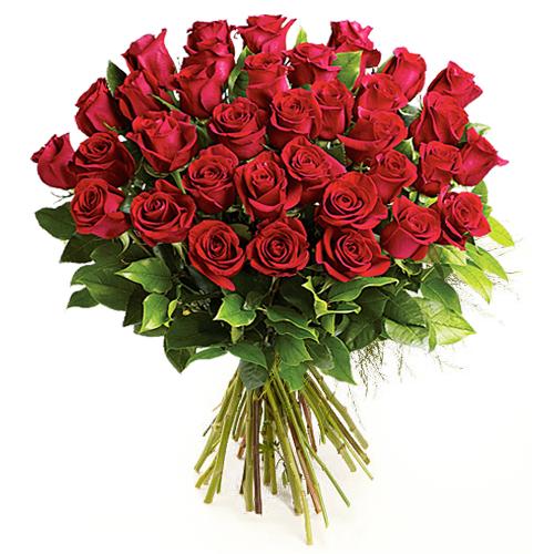 Blossoming Composition of Roses in Red Color