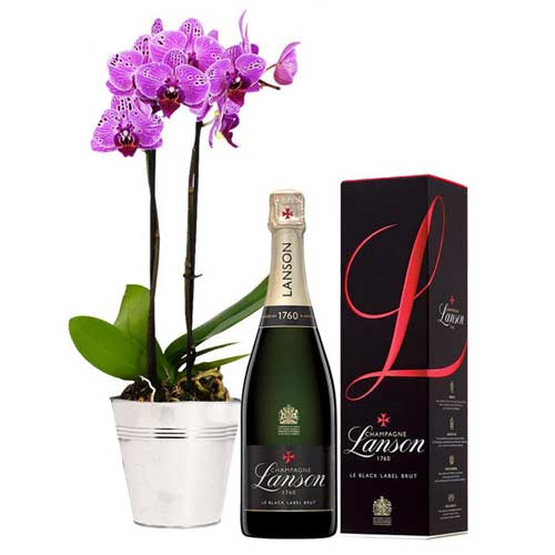 Classic Combo of Orchids with Lanson Brut Champagne