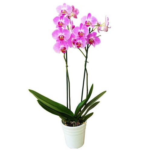 Divine Gift of 2 Branches of Orchids