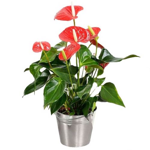 Glorious Red Anthuriums in Zinc Pot