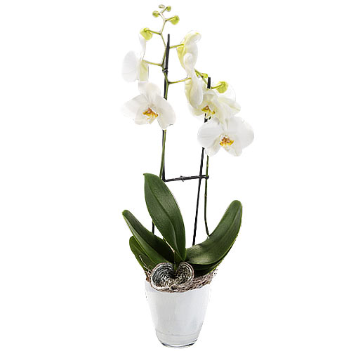 Delicate White Flowers N Orchids for Xmas Wishes