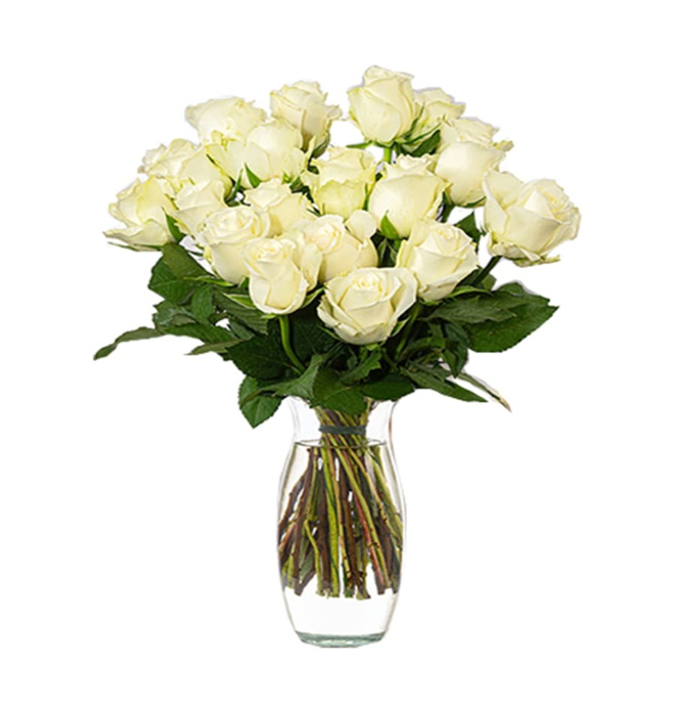 White roses represent affection and admiration. Ro...