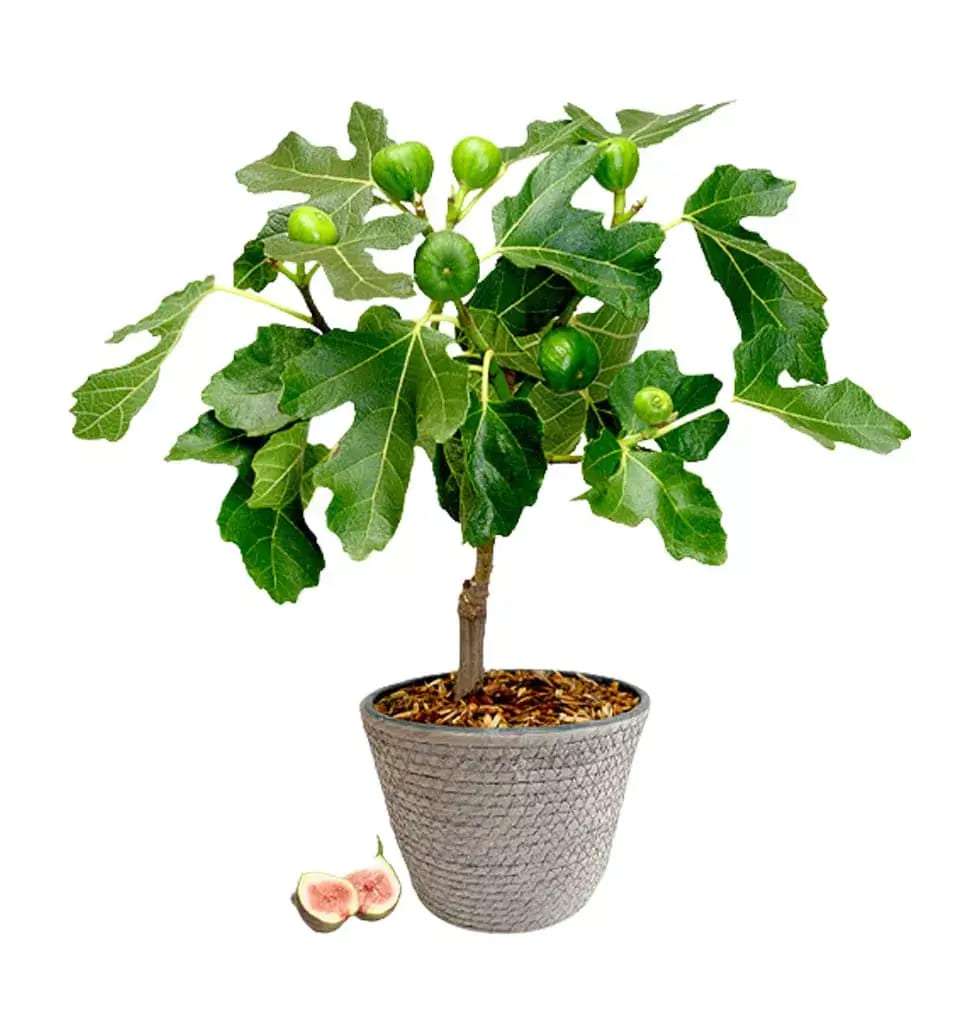 A wonderful gift of a young fig tree potted in a s...