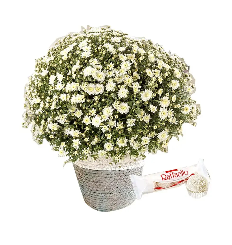 Beautiful White Chrysanthemums Plant Arrangement